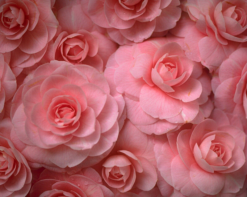 Pink Roses in Cluster