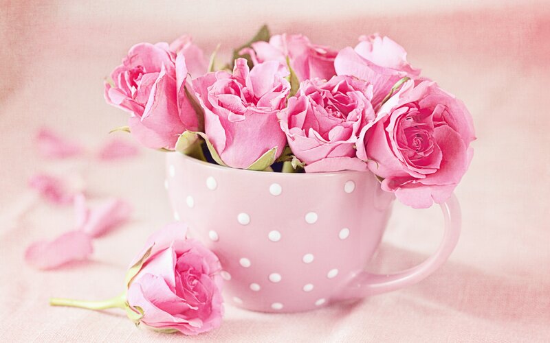 Pink Roses in Cup — Calm, Photograph