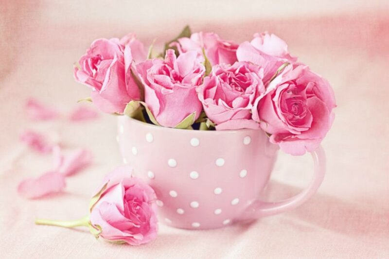 Pink Roses in Cup — Calm