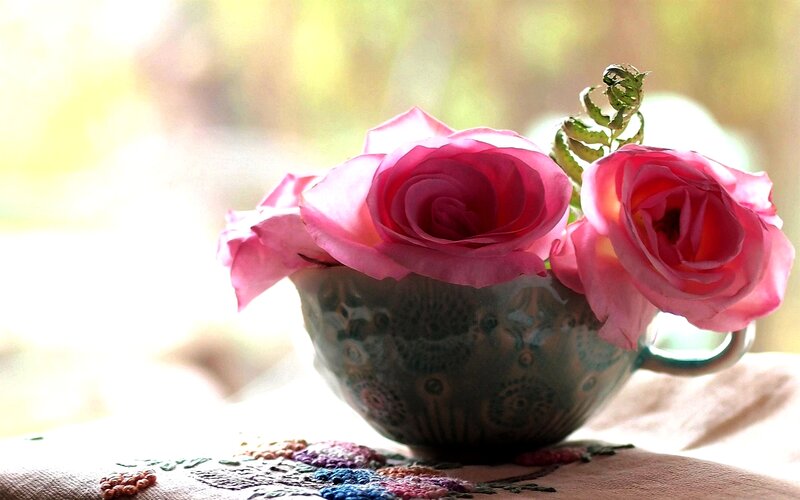 Pink Roses in Cup — Serene, Morning