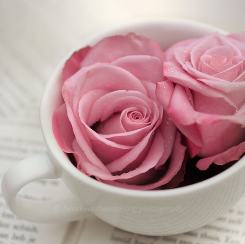 Pink Roses in Cup — Serene