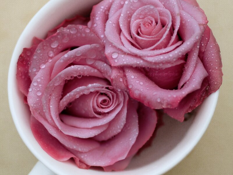 Pink Roses in Cup
