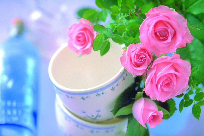 Pink Roses in Cups