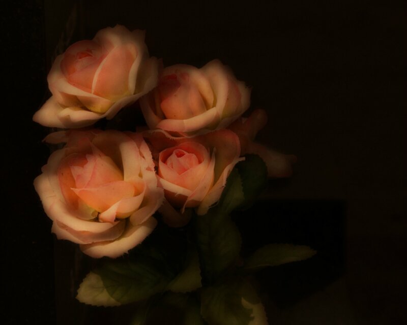 Pink Roses in Dark — Dramatic