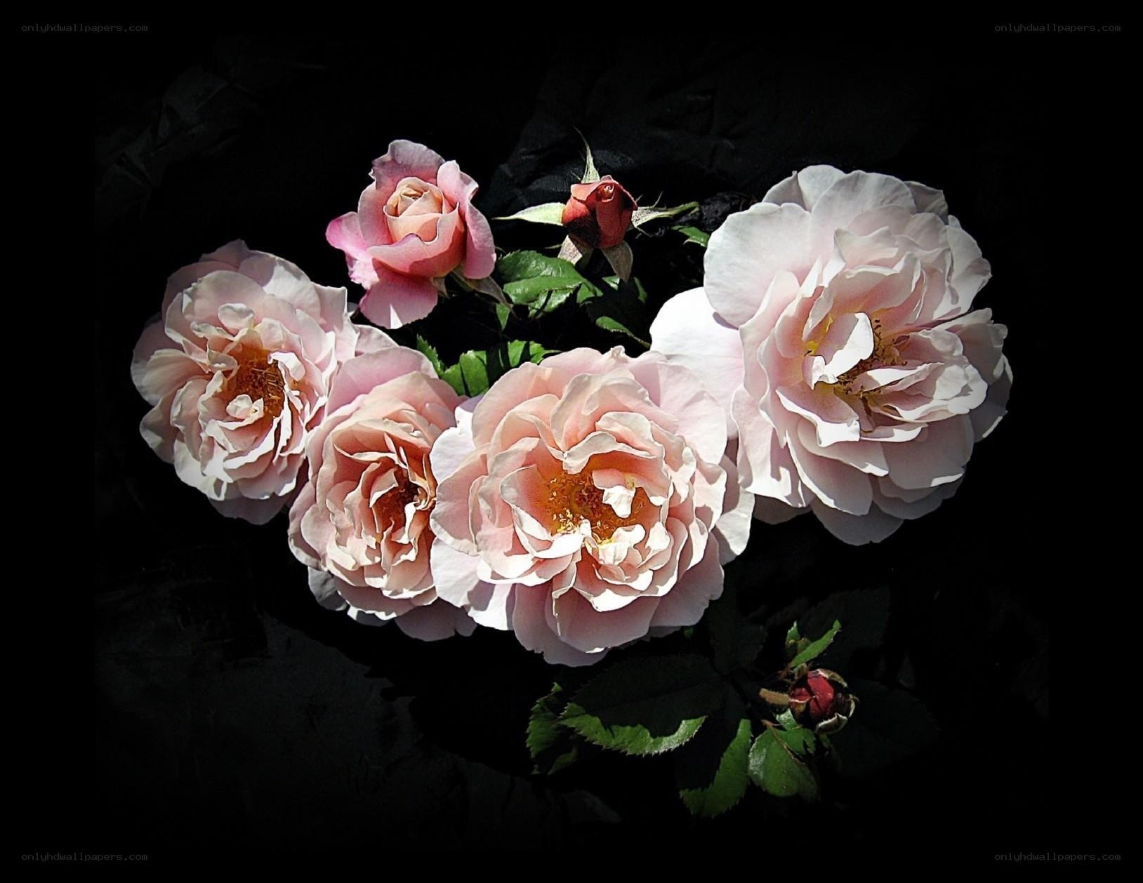 Pink roses in dark light