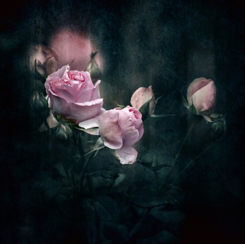 Pink Roses in Dark Setting