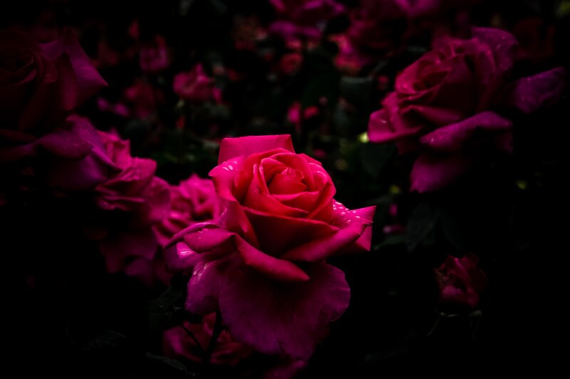 Pink Roses in Dark