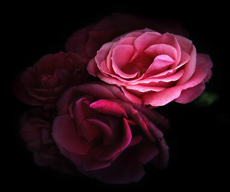 Pink roses in darkness
