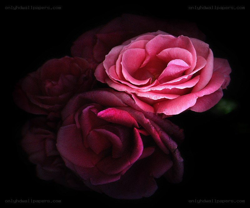Pink roses in darkness