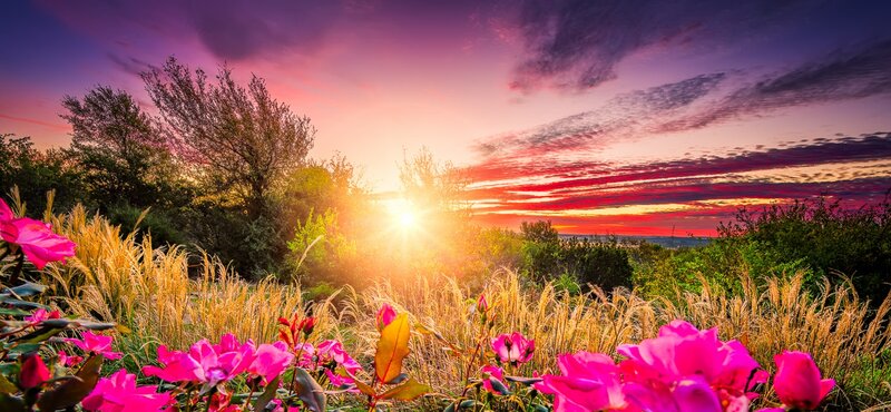 Pink Roses in Field — Dramatic