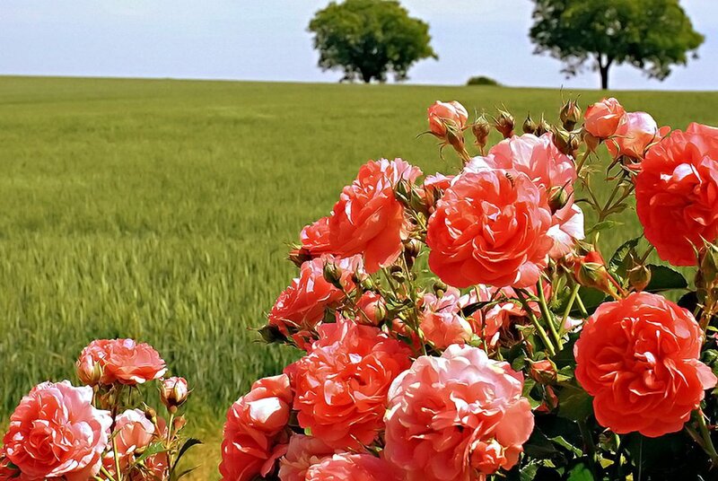 Pink Roses in Field — Serene