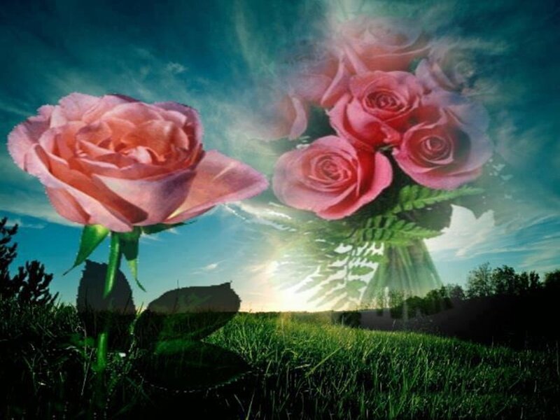 Pink Roses in Field