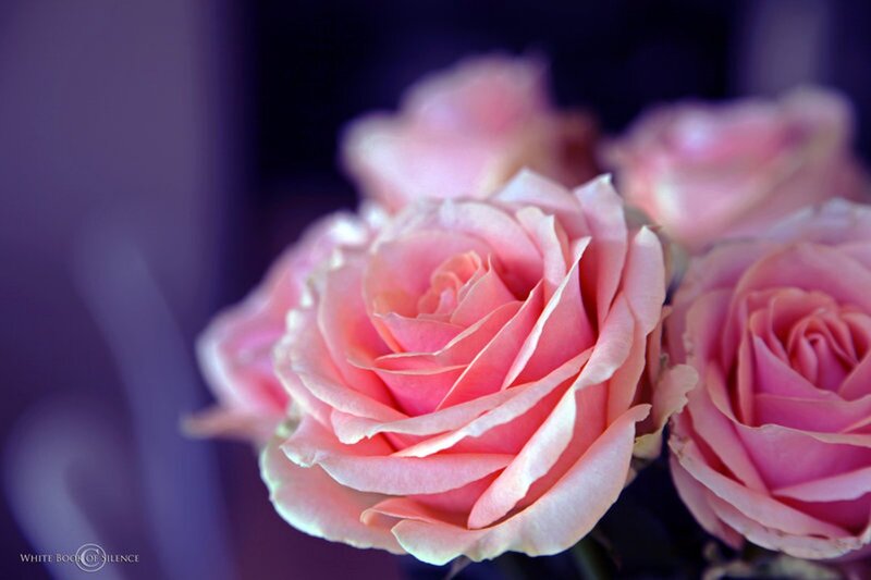 Pink Roses in Focus — Serene, Photograph