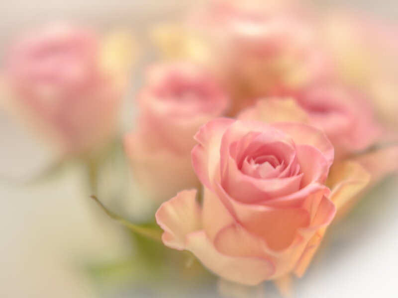 Pink Roses in Focus — Serene