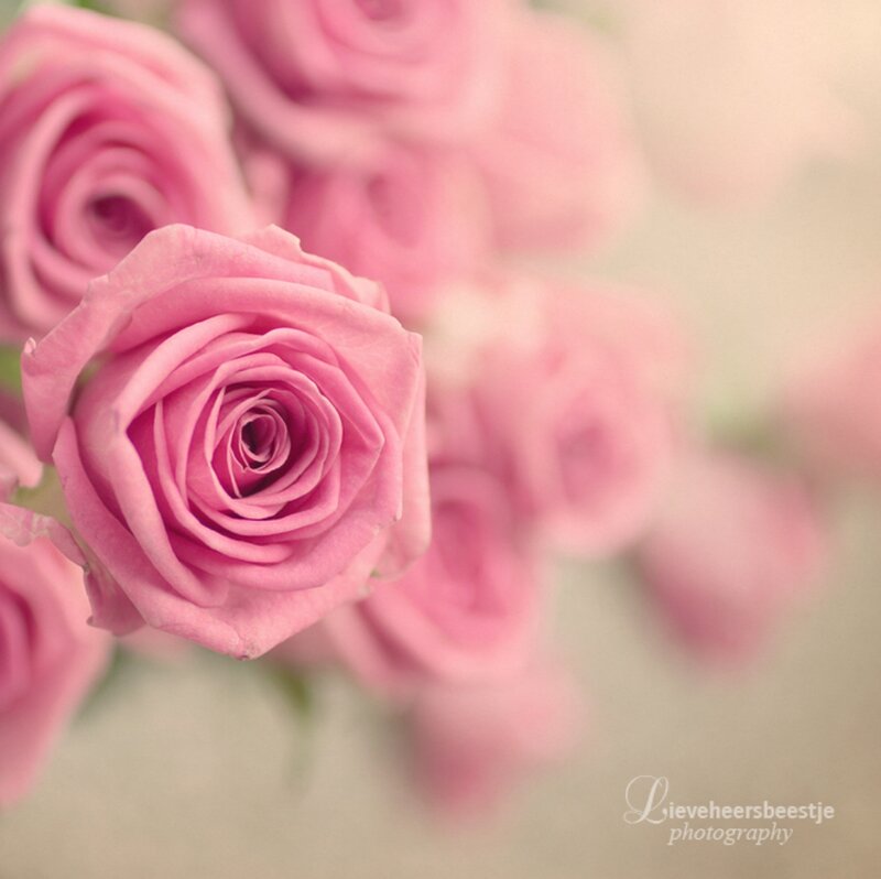 Pink Roses in Focus