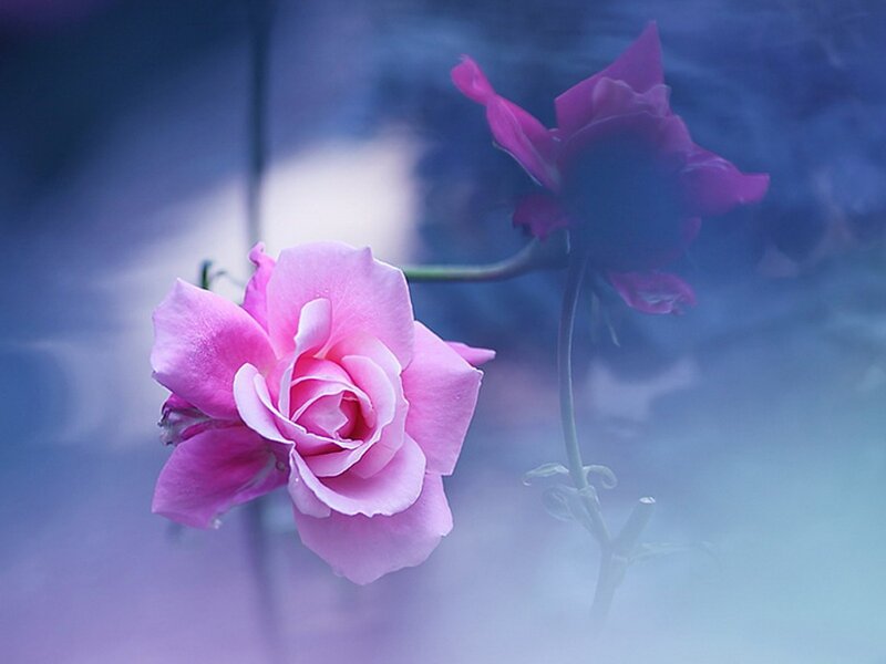 Pink Roses in Fog — Dreamy, Photograph, Flowers, Stem, Blue