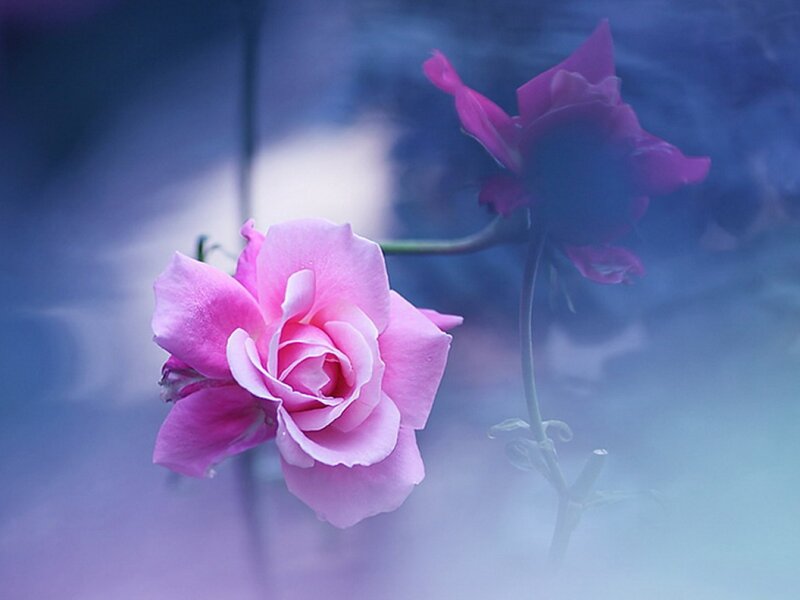 Pink Roses in Fog — Dreamy