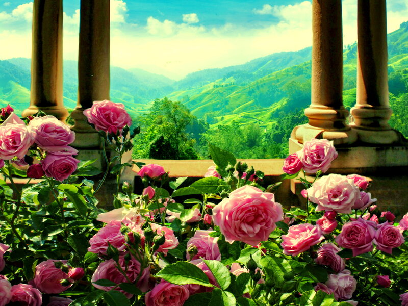 Pink Roses in Foreground
