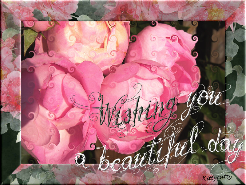 Pink Roses in Frame — Calm