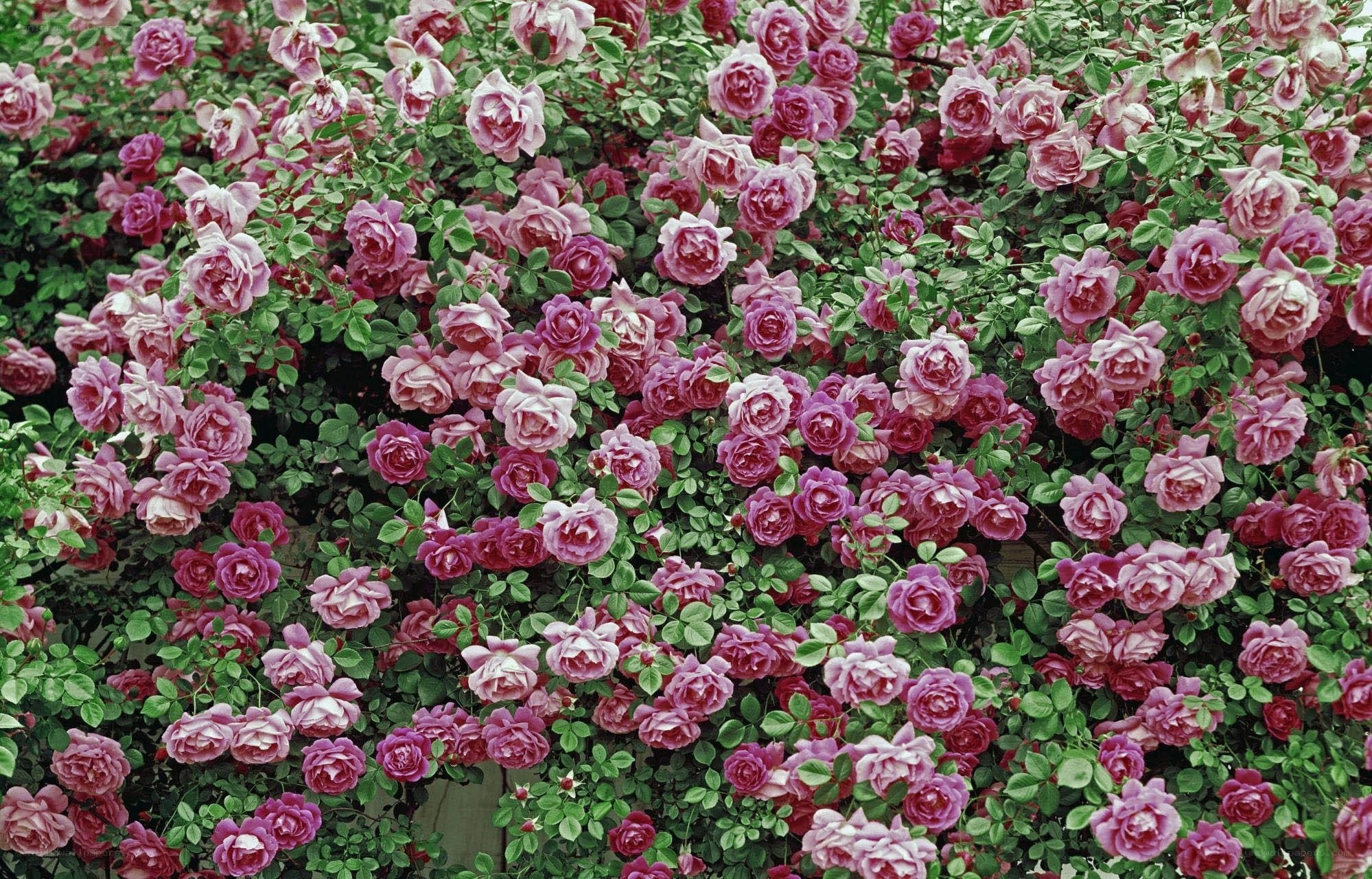 Pink roses in full bloom