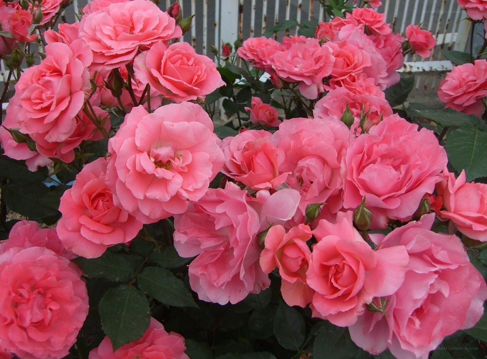 Pink roses in full bloom