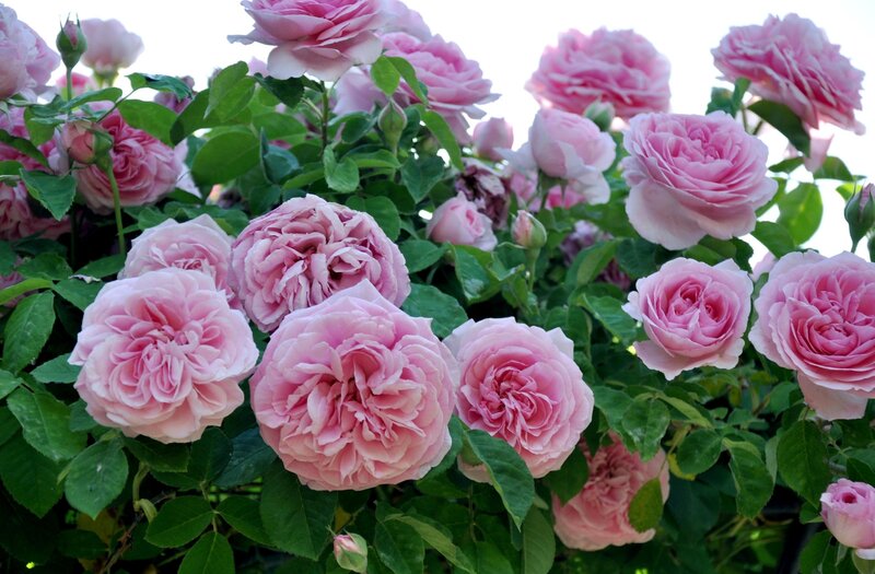 Pink roses in full bloom