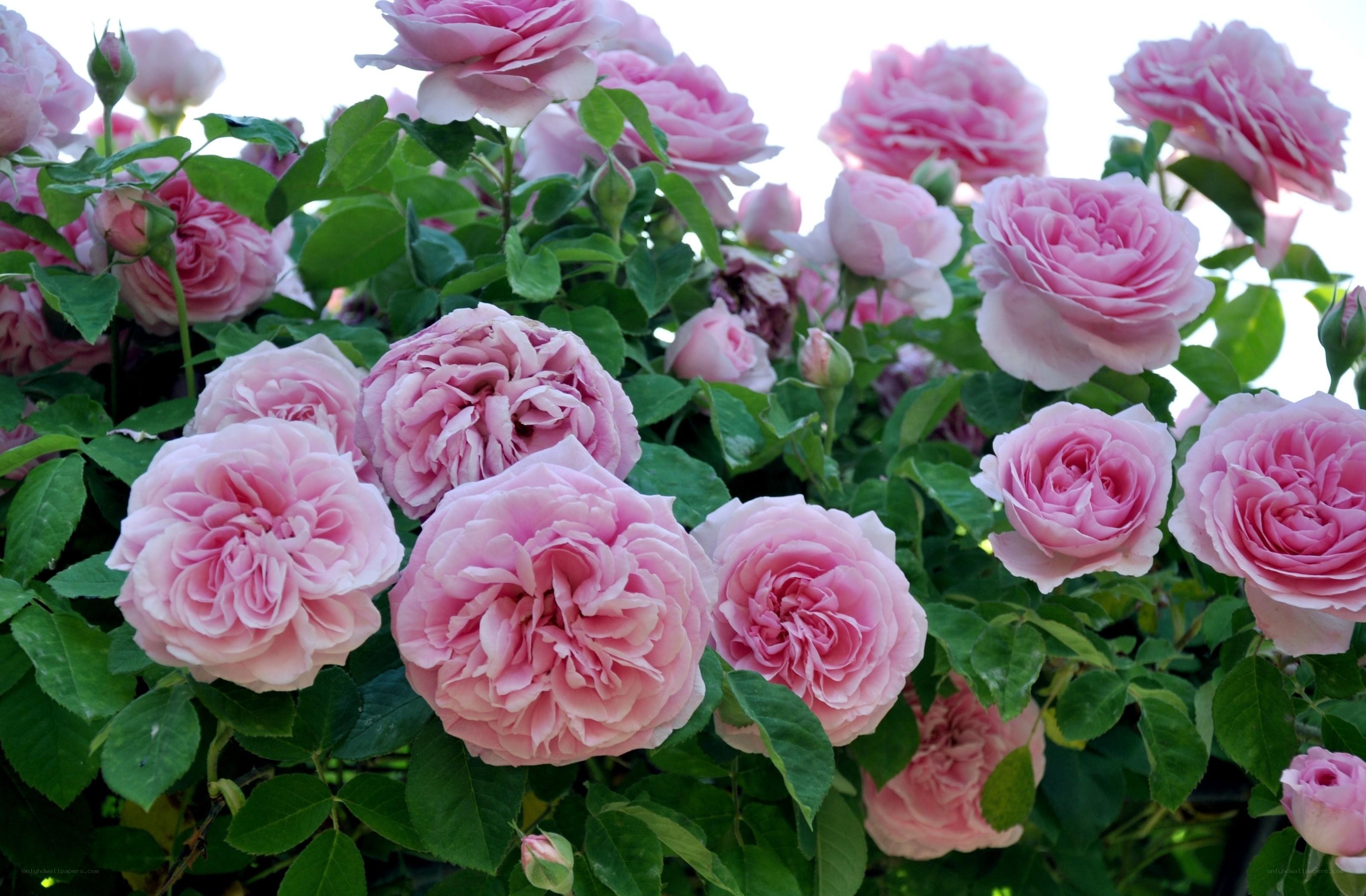 Pink roses in full bloom