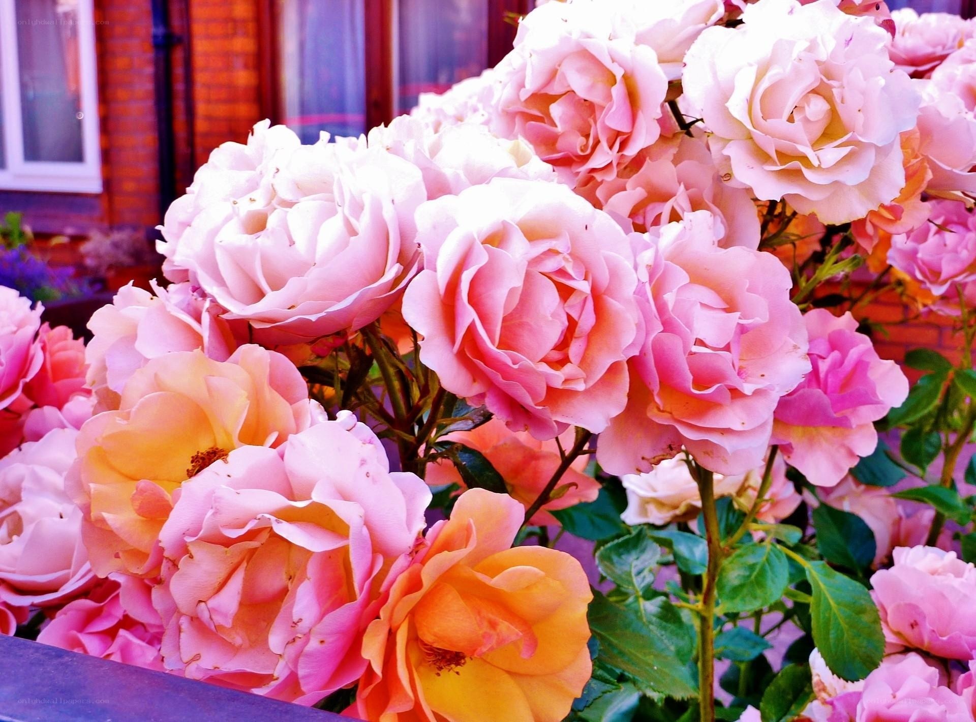 Pink roses in full bloom