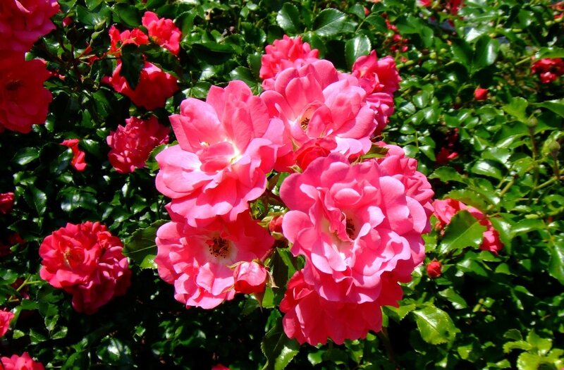 Pink roses in full bloom