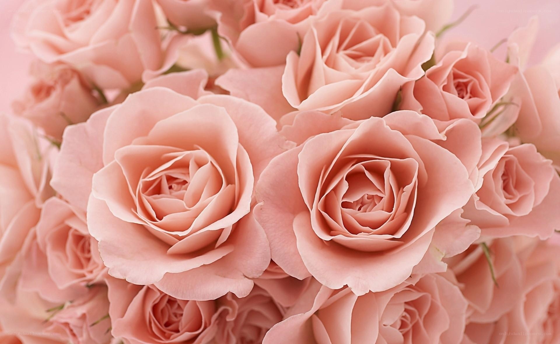 Pink roses in full bloom