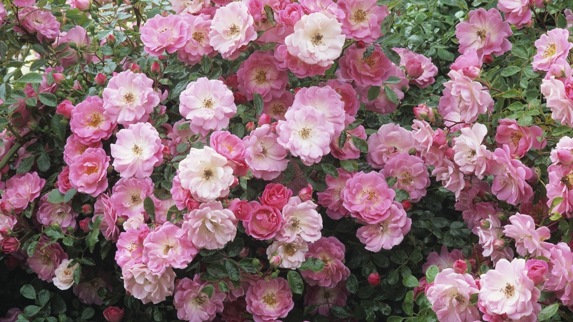Pink roses in full bloom