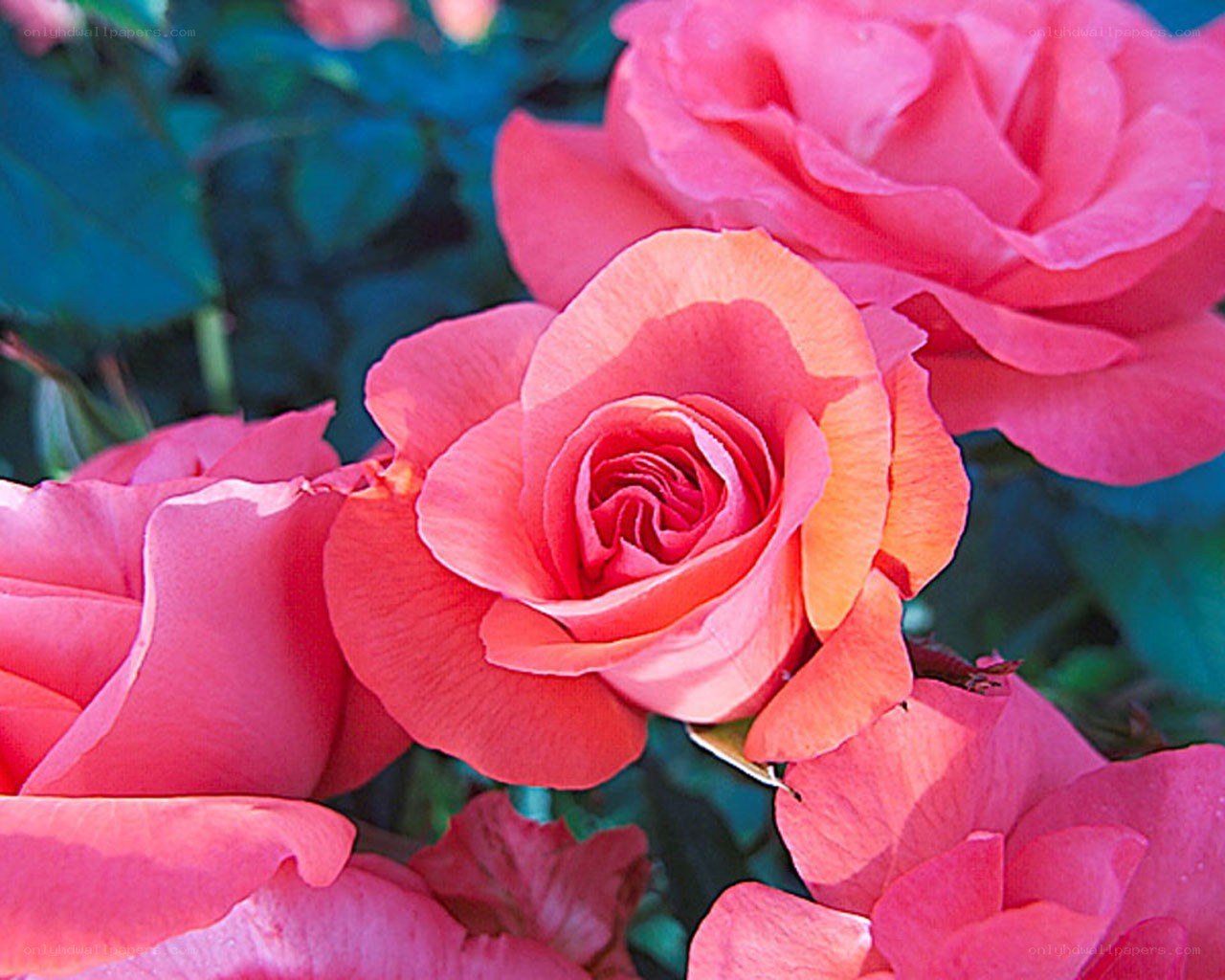 Pink roses in full bloom