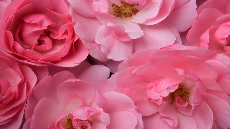 Pink roses in full bloom