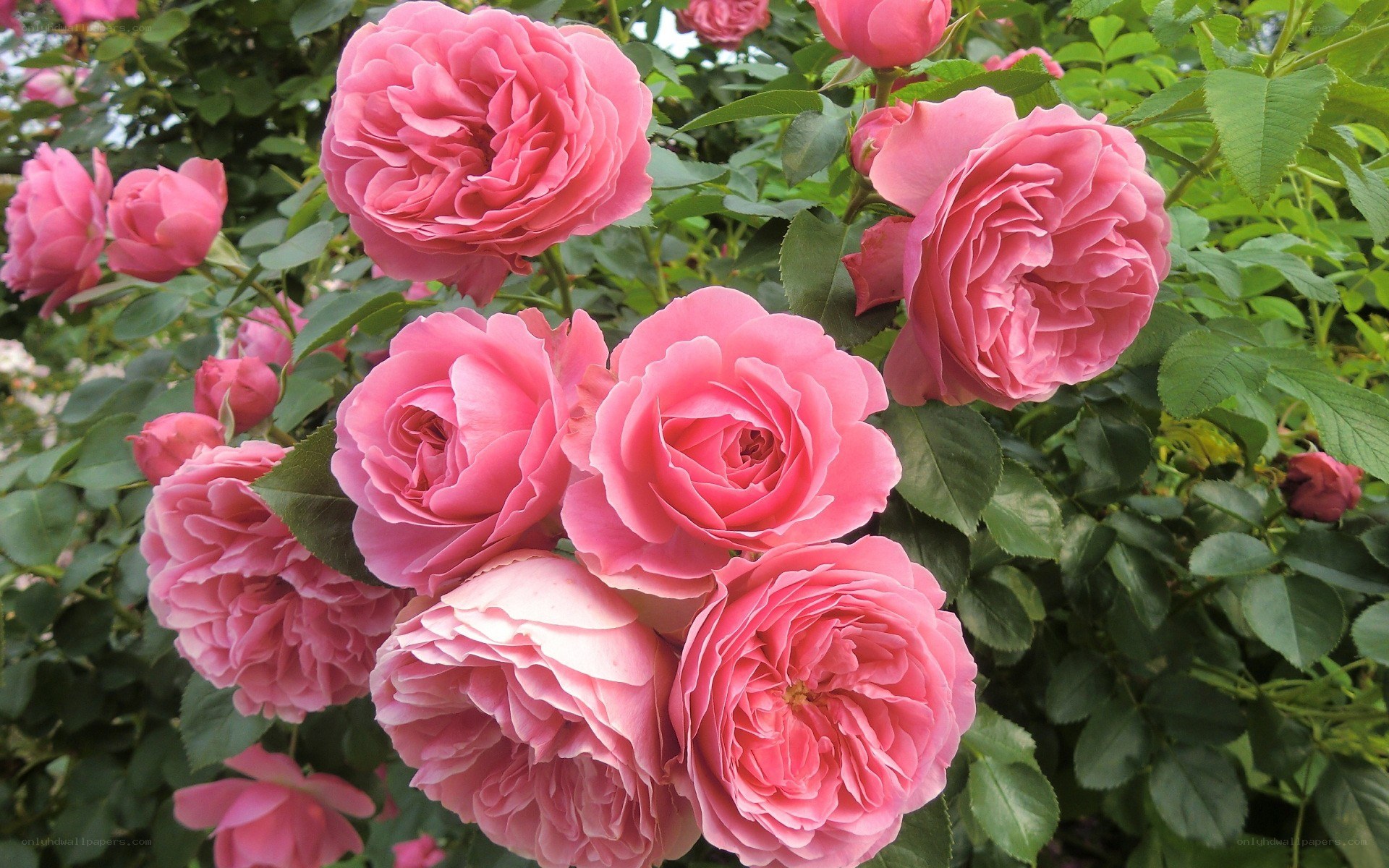 Pink roses in full bloom