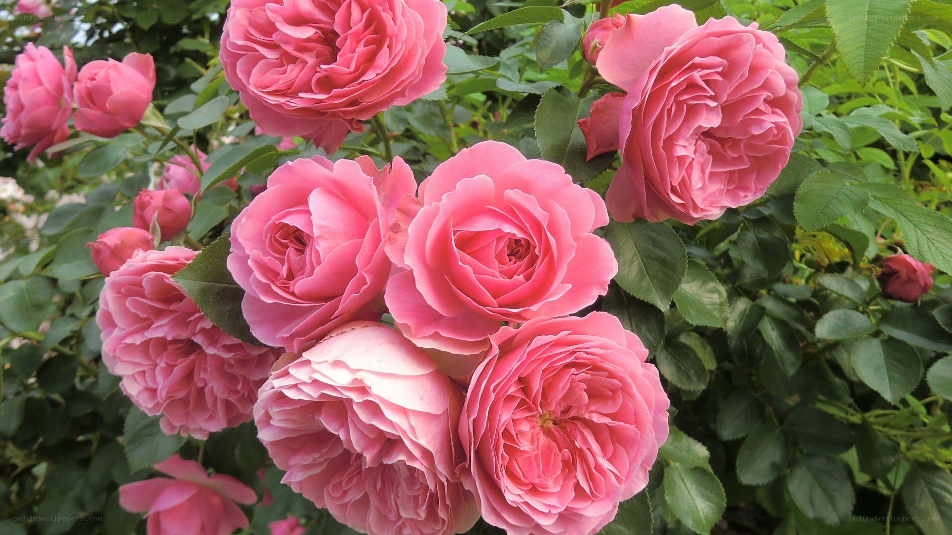 Pink roses in full bloom