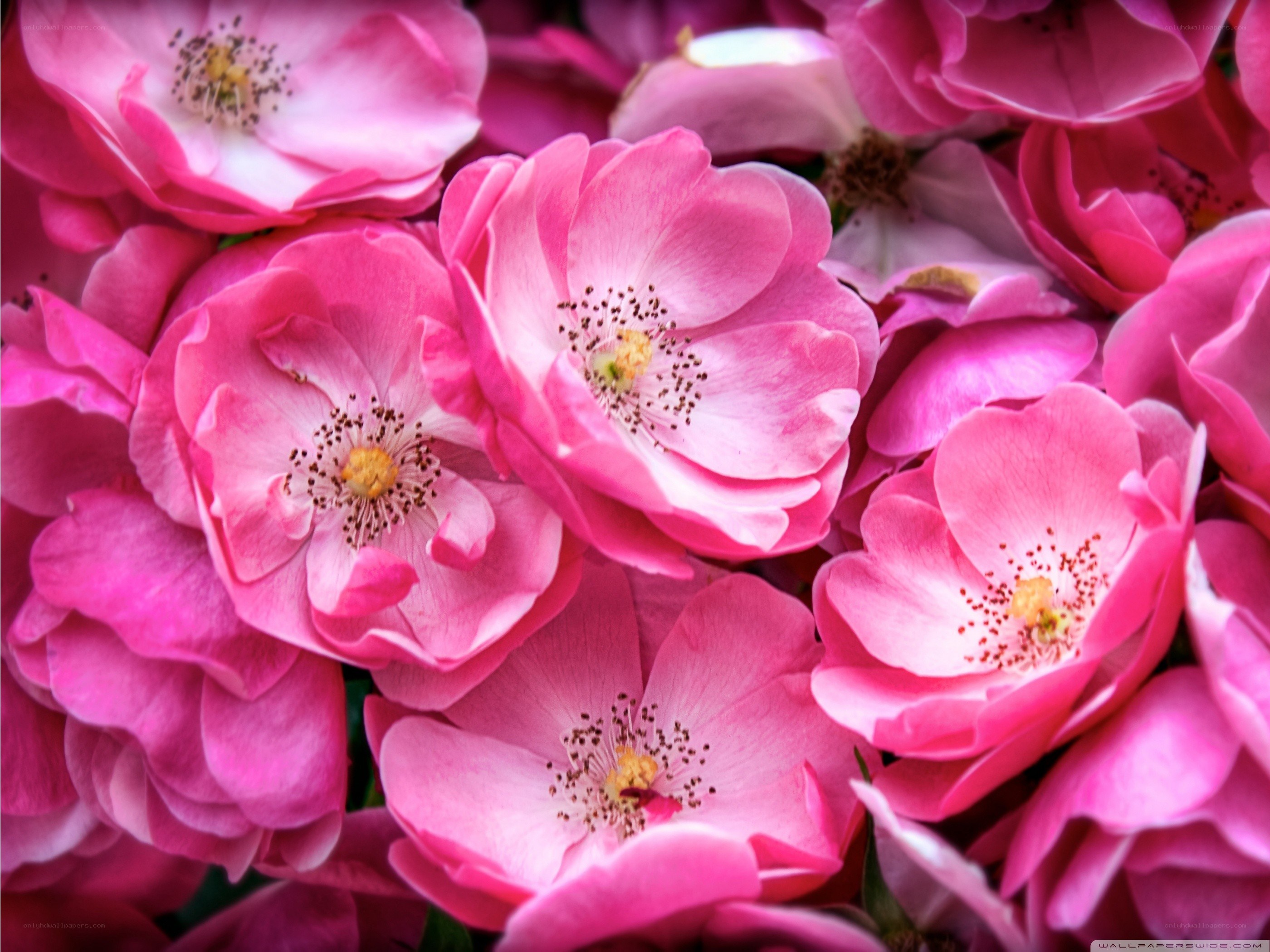 Pink roses in full bloom