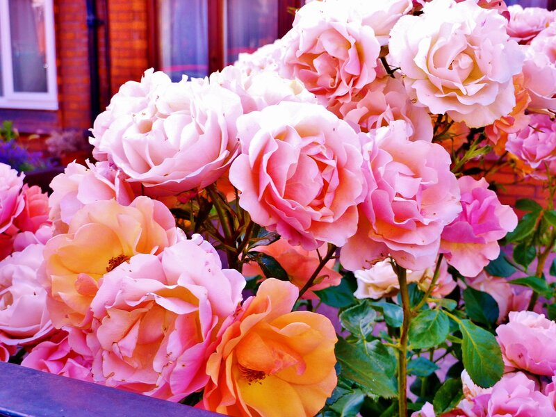 Pink roses in full bloom