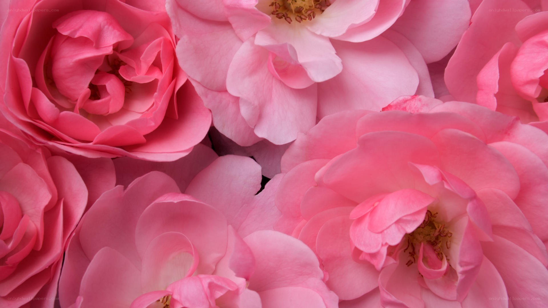 Pink roses in full bloom