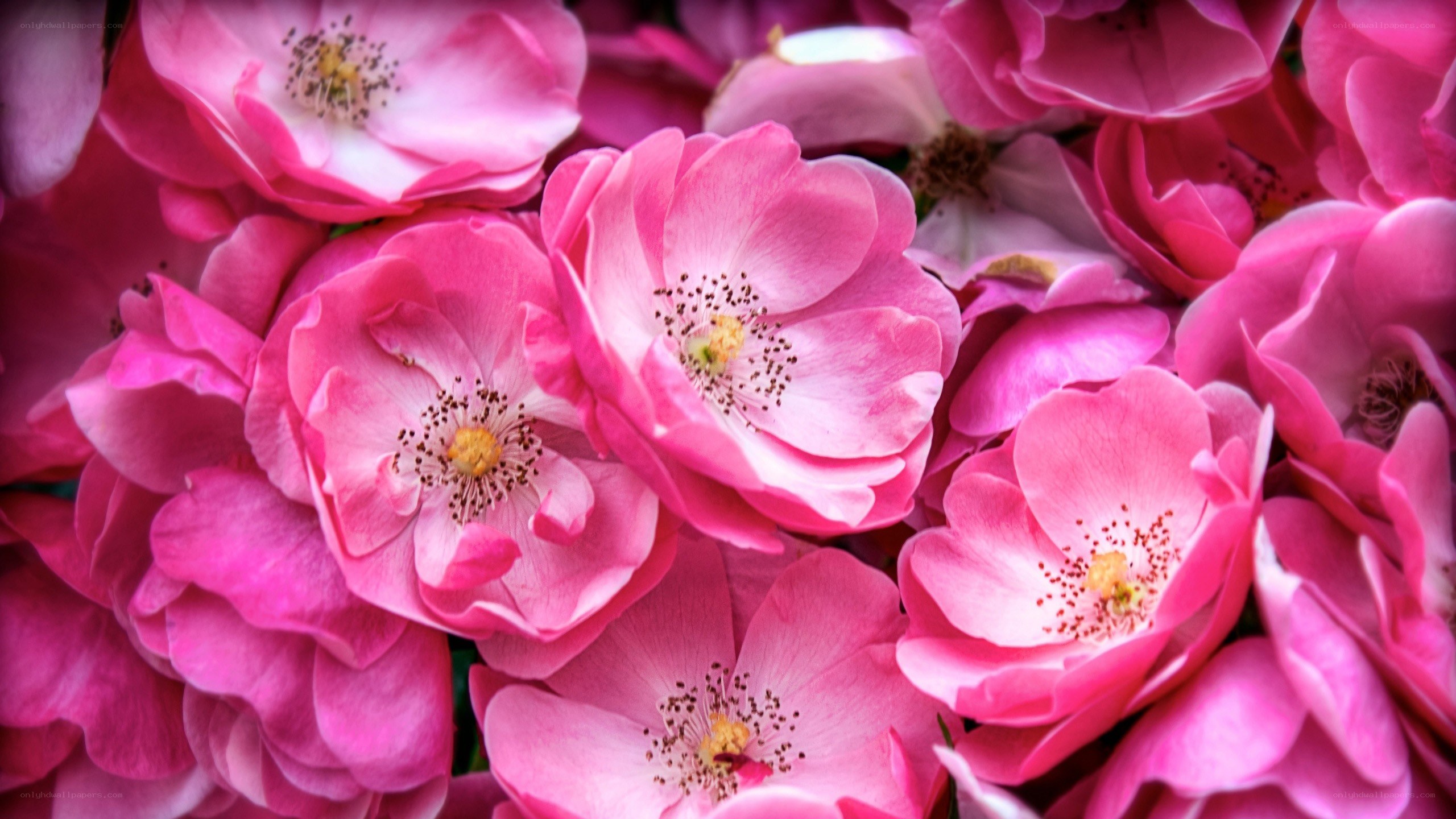 Pink roses in full bloom