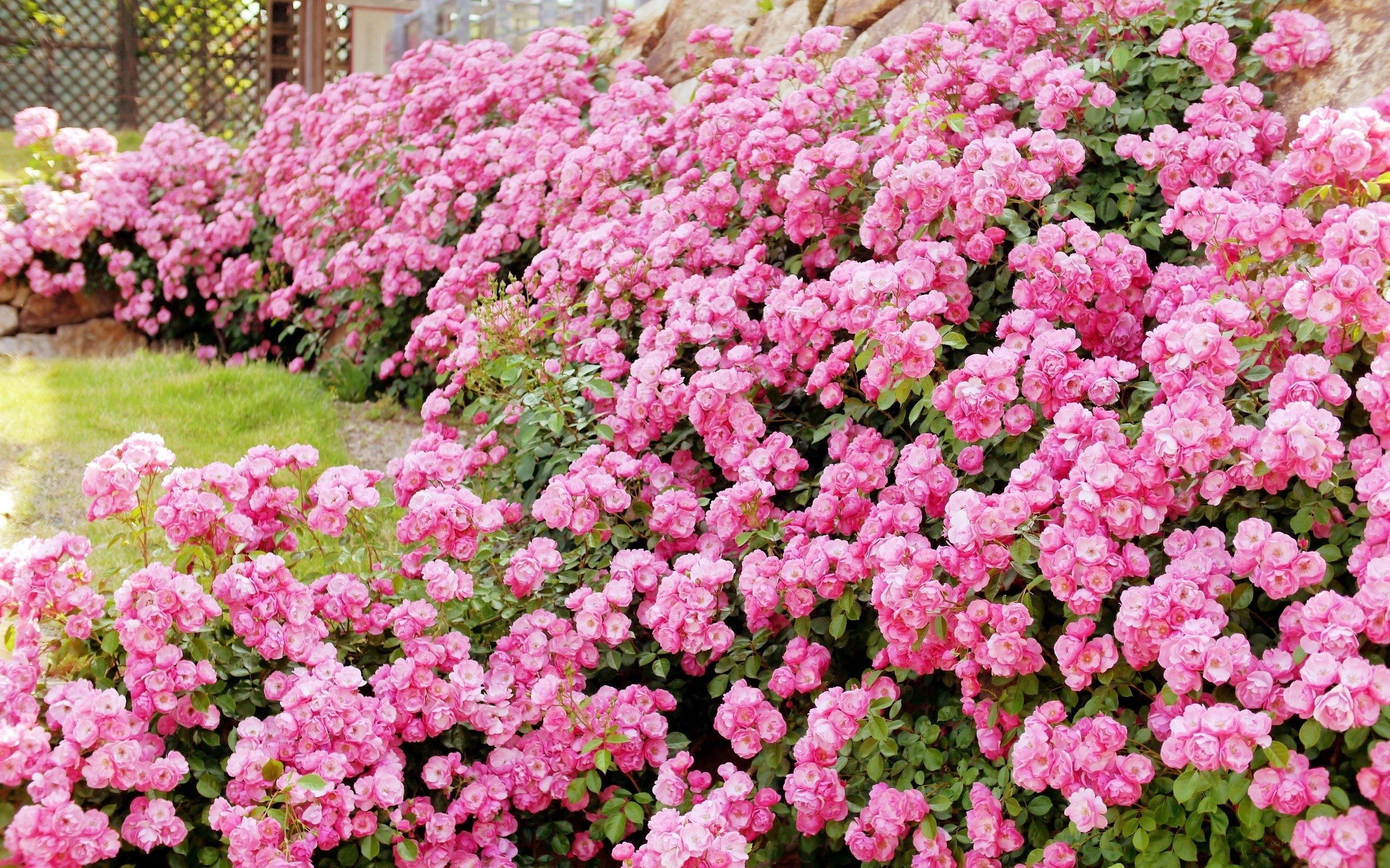 Pink roses in full bloom