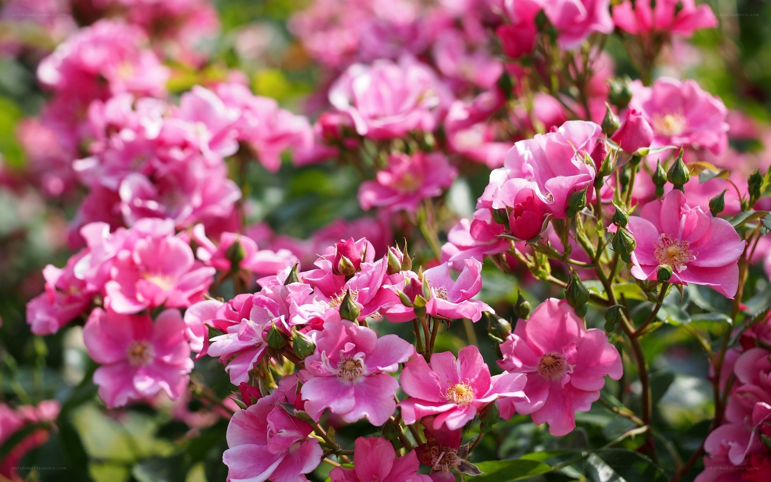 Pink roses in full bloom