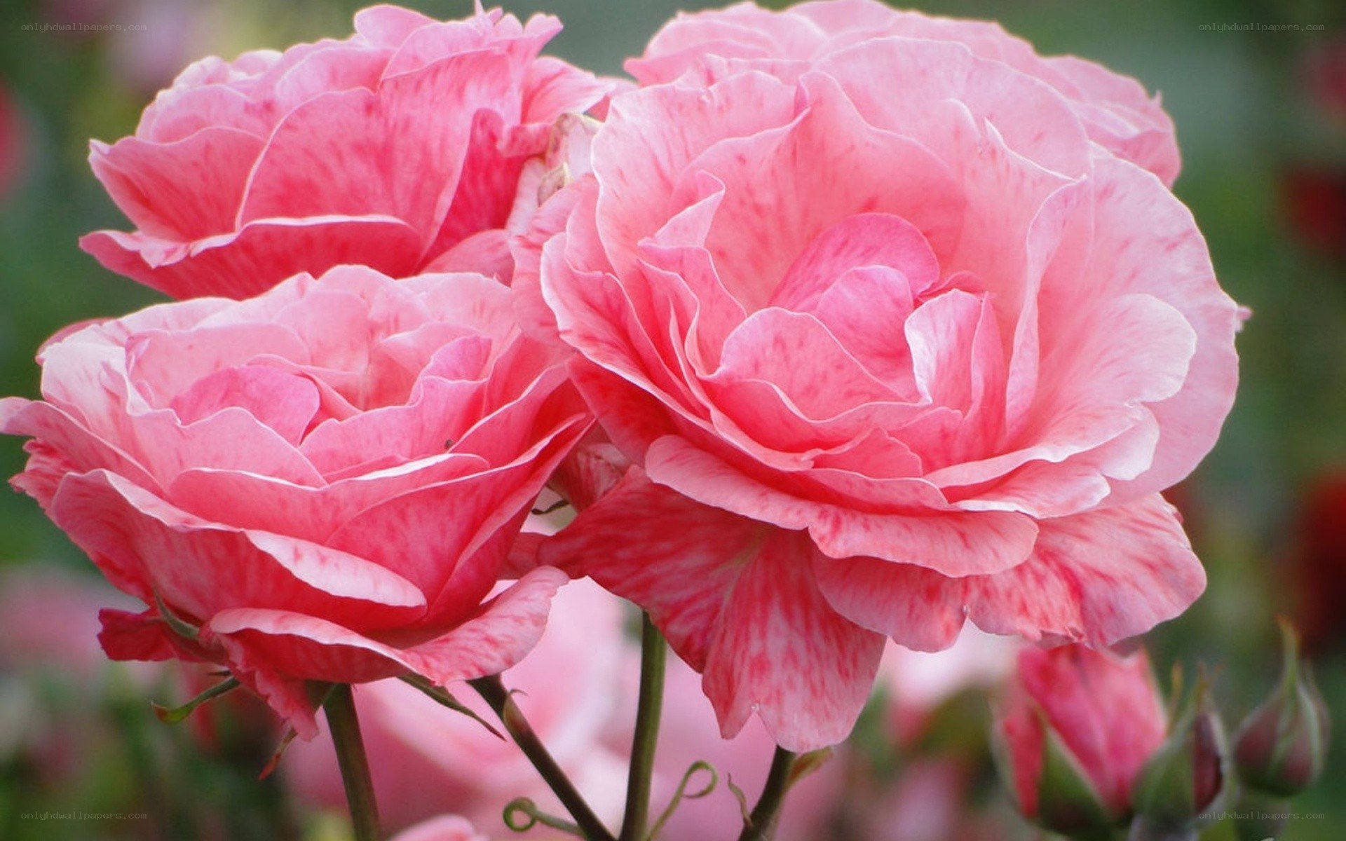 Pink roses in full bloom