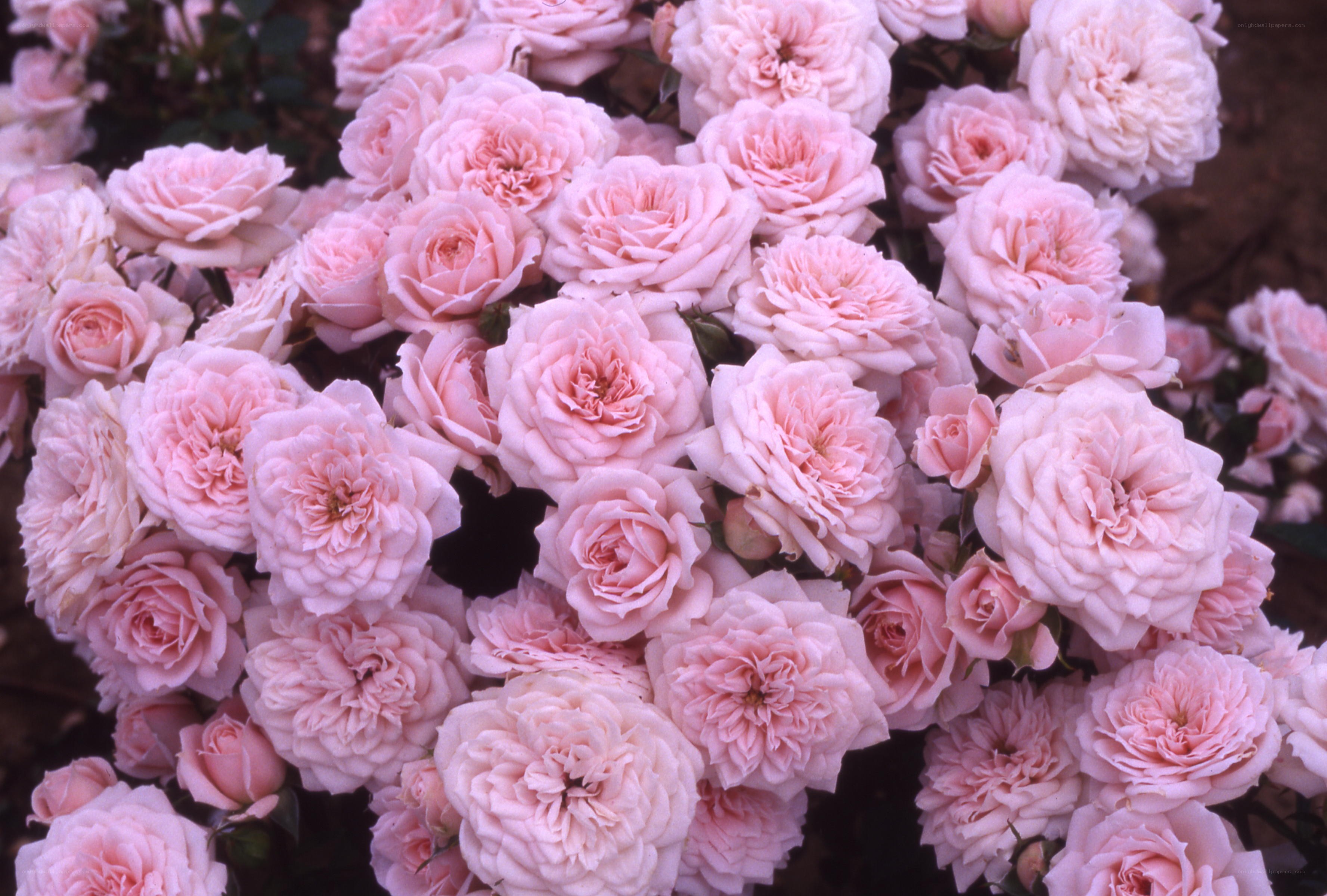 Pink roses in full bloom