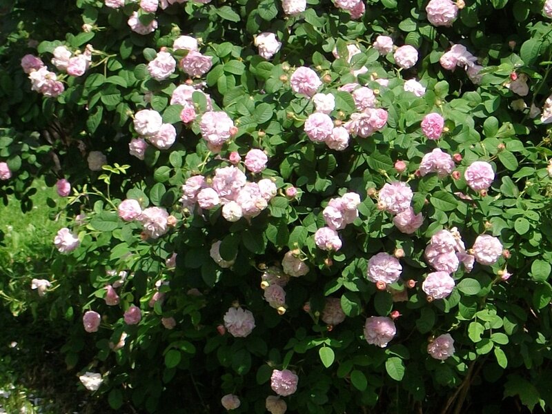 Pink roses in full bloom