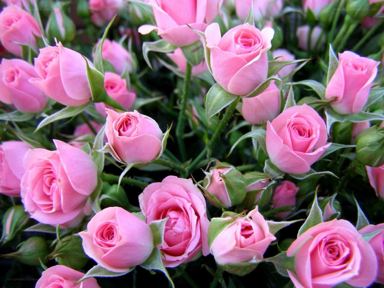Pink roses in full bloom