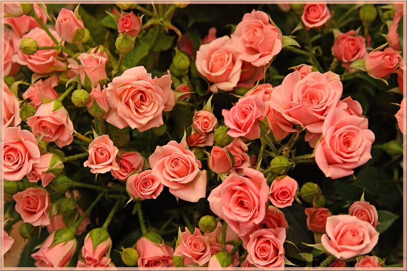 Pink roses in full bloom