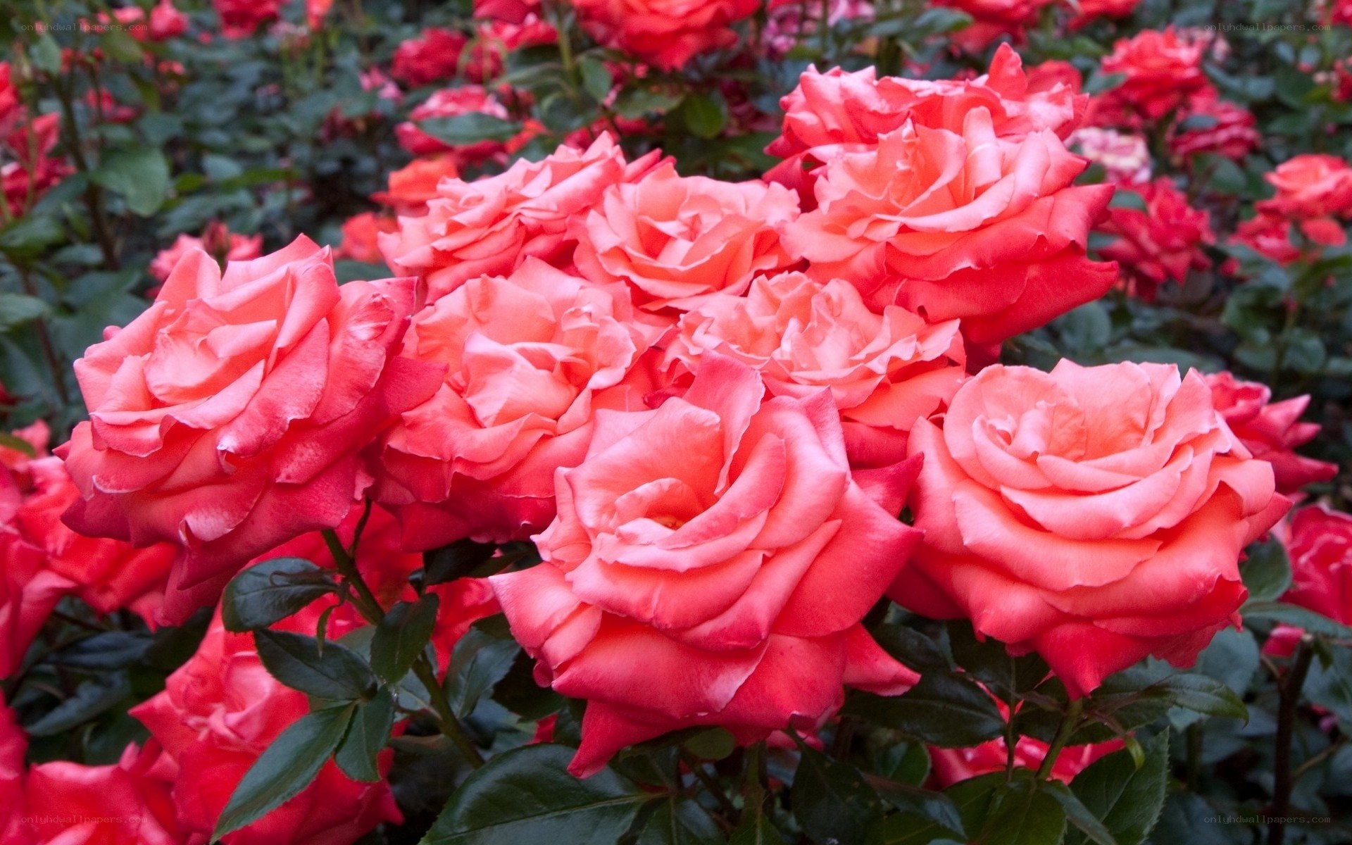 Pink roses in full bloom
