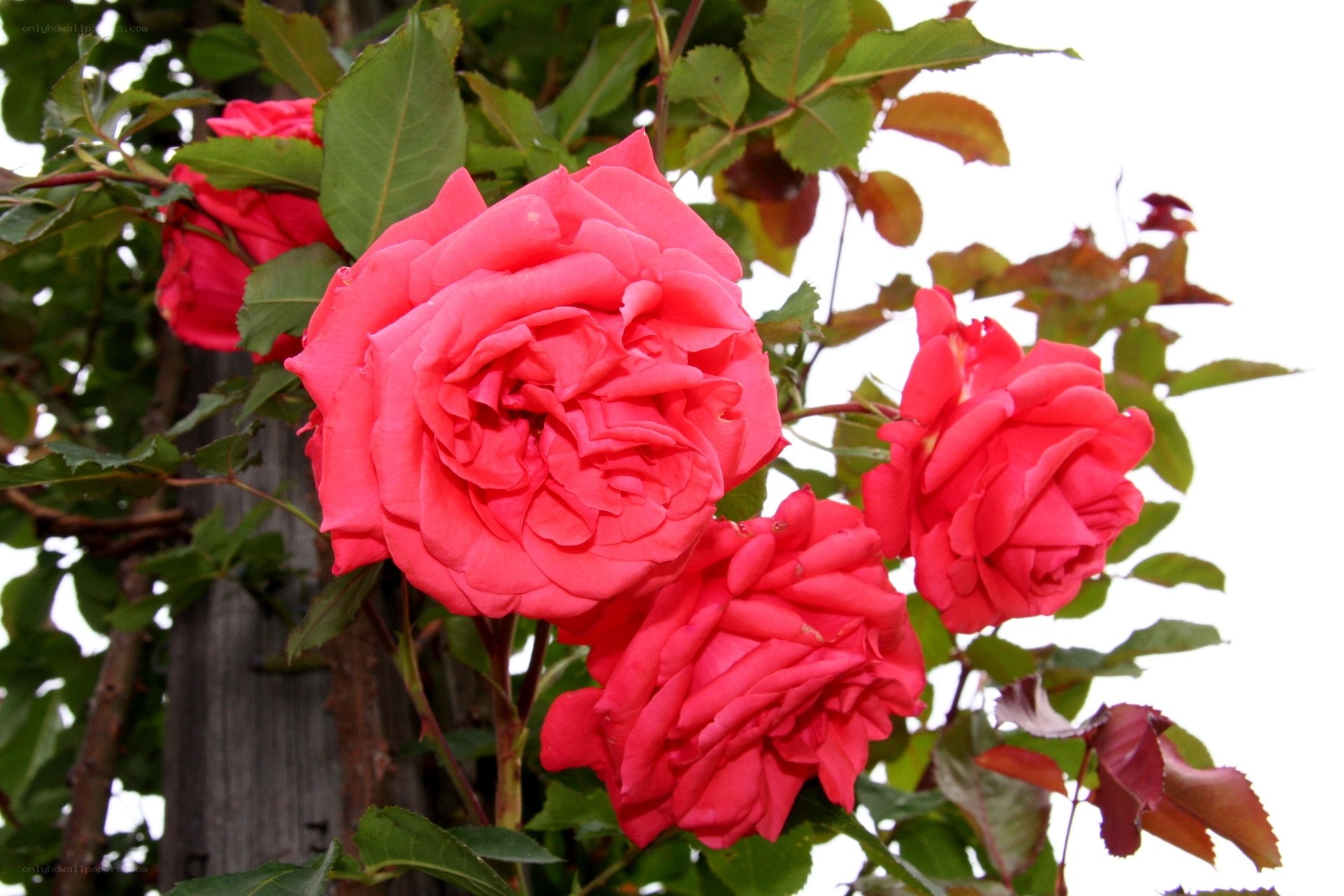 Pink roses in full bloom