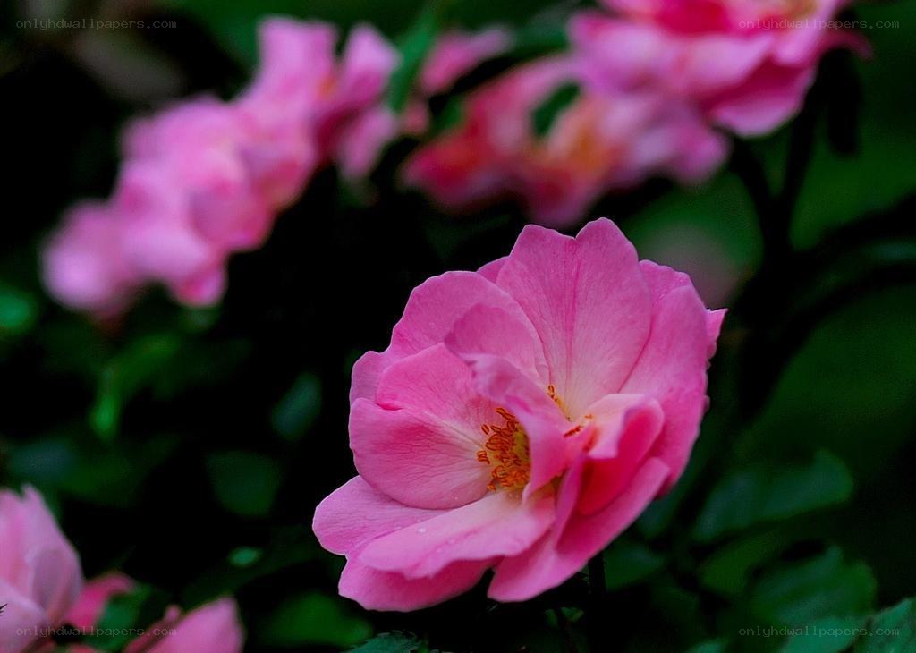Pink roses in garden