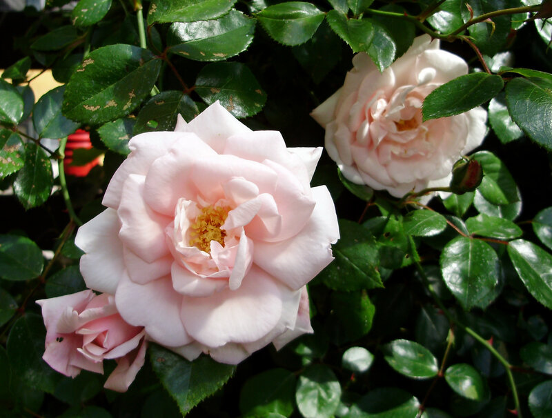Pink roses in garden